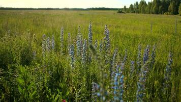 été fleurs sur une ensoleillé jour, concept de la nature et flore. créatif. longue herbe et fleurs sur une vert épanouissement prairie. video