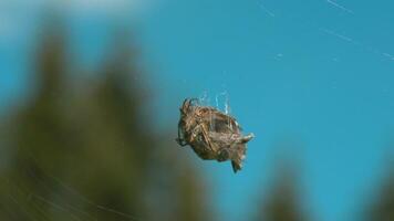 Spider web in macro photography. Krenavti. A natural web on which hangs a cocoon of insects and some tangled branches against the background of tall trees and a blue daytime sky. video