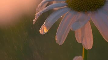 weinig bloemen in de regen. creatief. madeliefjes genomen in macro fotografie Aan welke regen valt en klein druppels van water blijven. video