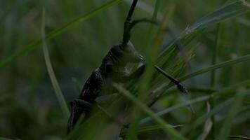 Close-up of large black beetle in grass. Creative. Large grasshopper is sitting in green grass. Insect life in summer meadow video