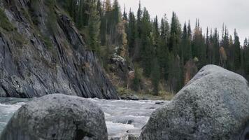 The river runs through the forest. CLIP. Trees grow on both banks of the river. Autumn landscape with a river bank and fir trees video