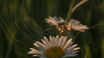 macro fotografia do natureza.criativa. uma aranha rede em flores com uma pequeno aranha tentando para levar uma pequeno pedra e margaridas crescendo atrás isto. video