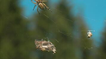 Spider with victim on web. Creative. Wild spider is preparing to eat prey caught in web. Wild world of macrocosm in summer meadow video