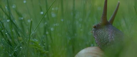 Close up of cute snake in green grass with drops of morning dew. Creative. A snail with a coiled shell sitting in the green summer field. video