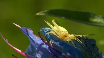 verão flores em uma ensolarado dia, conceito do natureza e flora. criativo. fechar acima do azul e amarelo flor em uma verde florescendo Prado fundo. video