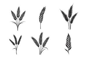 Wheat ears isolated on a white background, A Wheat grain silhouette 2 vector