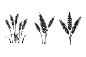 Wheat ears isolated on a white background, A Wheat grain silhouette 2 vector