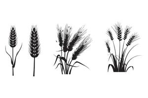 Wheat ears isolated on a white background, A Wheat grain silhouette 2 vector