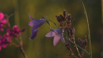 été Prairie herbe et herbes. créatif. chaud pluie chute vers le bas sur magnifique violet et rose fleurs croissance sur le champ. video