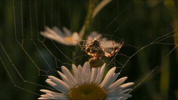 araignée sur Marguerite avec la toile. créatif. fermer de araignée sur Prairie fleur sur ensoleillé journée. araignée avec la toile sur fleur à le coucher du soleil. macrocosme de Prairie créatures video