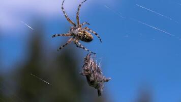 Wild predatory spider on web. Creative. Large spider on web on background of blue sky. Spider sits on web in summer meadow video