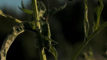 das Grün Gottesanbeterin. kreativ. ein groß Grün Heuschrecke mit enorm lange dünn Schnurrhaare Sitzung im das Gras auf welche es verschmilzt im Farbe. video