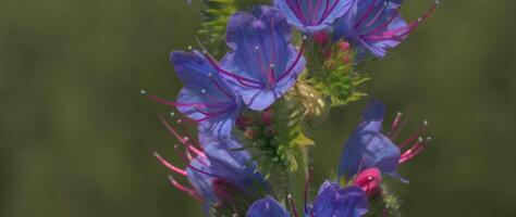 sommar äng gräs och örter. kreativ. stänga upp av skön lila blommor växande på de suddig fält på de bakgrund. video