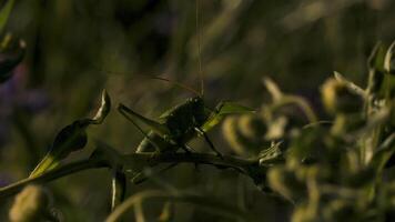 Close-up of green grasshopper among grass. Creative. Green grasshopper or locust in grass of summer meadow. Macrocosm in depths of green grass video