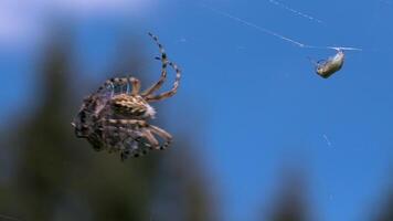 un' grande insetti.creativi. il ragno è provando per mossa un' grande asciutto oggetto su suo ragnatela contro il sfondo di il blu giorno cielo. video