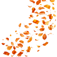 Autumn leaves flying on isolated transparent background png