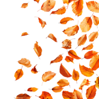 Autumn leaves flying on isolated transparent background png