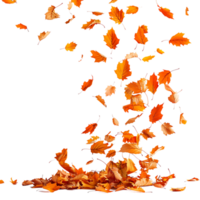 Autumn leaves flying on isolated transparent background png