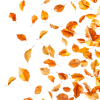 Autumn leaves flying on isolated transparent background png