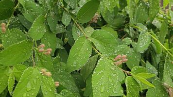 Rain falling on green leaves video