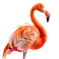 Flamingo on isolated transparent background png