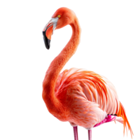 flamingo på isolerat transparent bakgrund png