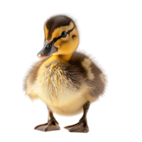 Duckling front view on isolated transparent background png