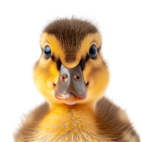 Duckling front view on isolated transparent background png