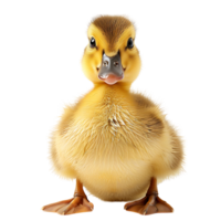 Duckling front view on isolated transparent background png