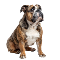 Front view of a Bull dog sitting on isolated transparent background png