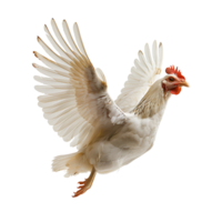 Chicken flying open wings on isolated transparent background png