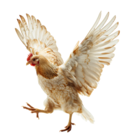 Chicken flying open wings on isolated transparent background png