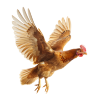 Chicken flying open wings on isolated transparent background png