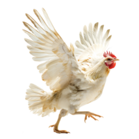 Chicken flying open wings on isolated transparent background png