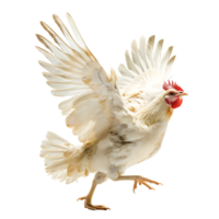 Chicken flying open wings on isolated transparent background png