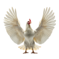 Chicken flying open wings on isolated transparent background png