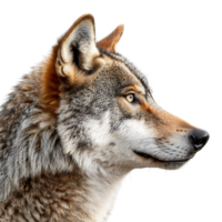 Wolf face shot side view on isolated transparent background png