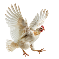 Chicken flying open wings on isolated transparent background png