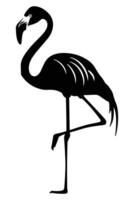 A Flamingo Silhouette isolated on a white background. vector