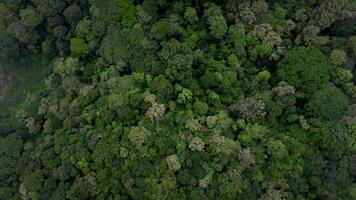 Tropical green forest top view video