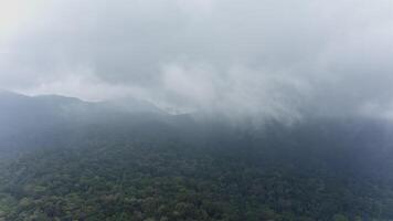 Rainforest in the mountains through the clouds video