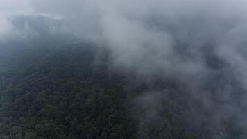 Rainforest in the mountains through the clouds video