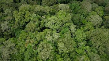 tropical vert forêt Haut vue video