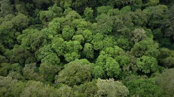 Tropical green forest top view video