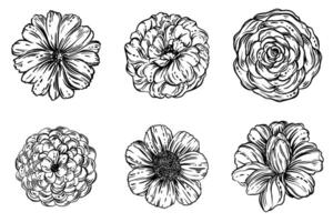 Set of different flowers. Black and white ink isolated illustration in sketch line style. vector
