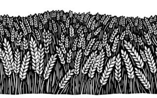 Seamless pattern with wheat, rye or barley field. Black and white ink illustration in sketch line style. vector