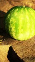 Watermelon fruit berry on rocky stones video