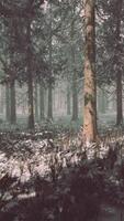 scena nebbiosa invernale della foresta di faggi e abeti rossi video