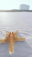 estrelas do mar em a sidade de praia video