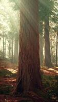 jätte sequoia i den jättelika skogsdungen i sequoia nationalparken video